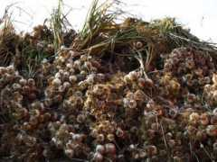 gardenofevefarm.com Garlic