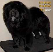 chow.chow.ru Garmonia
