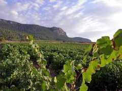 burridgewine.com Garnacha