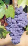 weinschenker.nl Garnacha