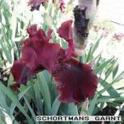 flower1.ru Garnt
