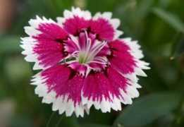 gradina.acasa.ro Garofita