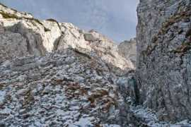 umblarici.ro Garofita