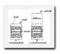web.ku.ac.th Gasbon