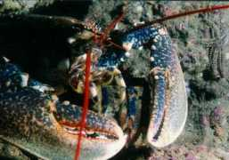 photodive.free.fr Homard
