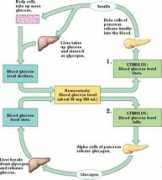 bio1152.nicerweb.com Homeostasis