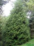 green-portal.ru Hondai