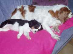 woefkesranch.be Hondje