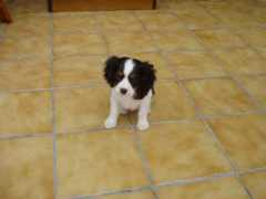 woefkesranch.be Hondje