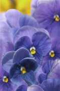 spiritscapes.bz Honestie