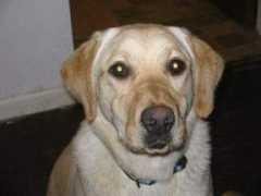 irishretrieverrescue.com Honeya