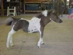 littlemagicshoes.com Honnas