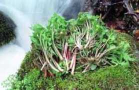 pref.akita.jp Honnas