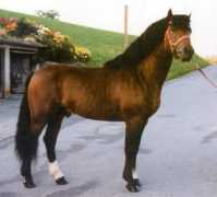 originalfreiberger.ch Honoret