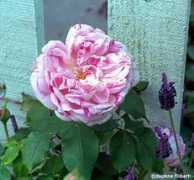 Honorine