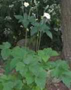 midwestgardentips.com Honrine