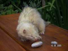 frettchen4you.de Hoomer