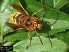 bijbelaantekeningen.nl Hoornaar