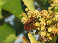 bieenkorf.be Hoornaar