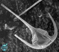 planktonnet.awi.de Hoppenrath