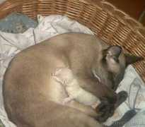 lnx.micimiao.it Horacia