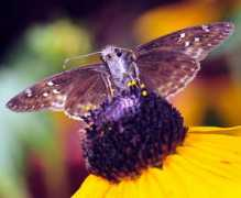 bugguide.net Horatius