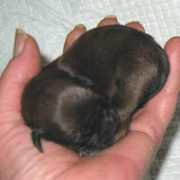 lhasa-apso.ru Horbin