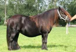 shetlandponyweb.nl Horenga