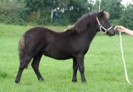 shetlandponyweb.nl Horenga