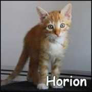 crocblanc.org Horion
