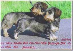Horles