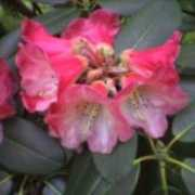 rhododendrons.com Horlick