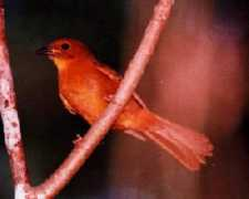 sacbetravel.com Hormiguera