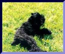 husky-siberian.com Horodecka