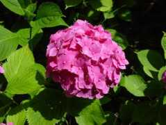 Hortensia