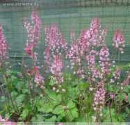 Horti