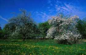 Hosad