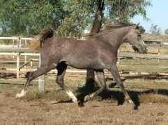 cearadalearabians.com Hosannah