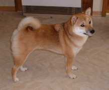 Hoshiko