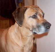 faahac-rhodesian-ridgebacks.co.uk Hoshim