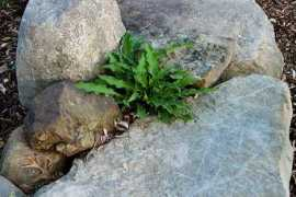 bkperennials.com Hosso