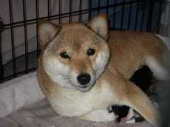 balihai-shibas.com Hotaro