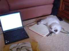 microblog.routed.net Hotlink