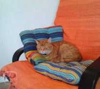 miciny.cz Houmi
