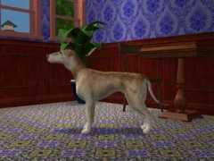 Hounde