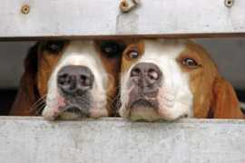 fotolibra.com Hounds