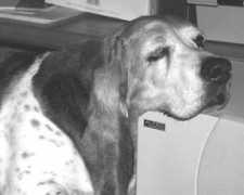 Houndy