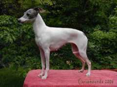 Houndy