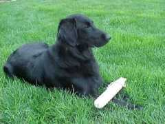 fcrsainc.org Howley