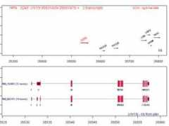 atlasgeneticsoncology.org Hpn